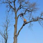 У громаді на Рівненщині очистять понад дві сотні дерев від аварійних гілок