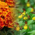 Не іриси й гладіолуси: як звучатимуть назви цих квітів українською?