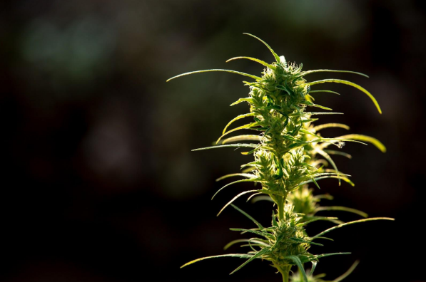 олія https://seedshop.com.ua/seeds/autoflowering