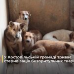 У Костопільській громаді триває стерилізація безпритульних тварин
