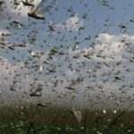 Кара Божа? Українцям назвали причину поширення сарани