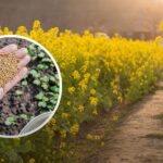 Замість користі – шкода для городу: 5 сидератів, які категорично не радять сіяти