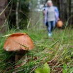 Унікальний трофей: фіолетові гриби знайшли у лісах на Рівненщині (ФОТО)