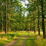 Красиве, але небезпечне: назвали дерево, якого варто уникати в Україні