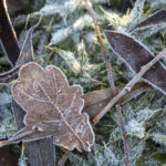 Від -3 до +6 градусів вночі очікується в Україні