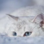 Сніг піде, але мороз посилиться: На Рівненщині «вдарить» до -5