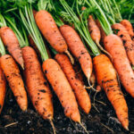 Врожай не підведе: коли найкраще сіяти моркву під зиму?