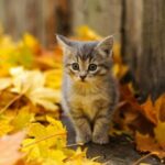 Циклон Wolfgang впливатиме на Україну: Якої погоди чекати