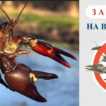 Штраф понад 3000 грн за одного: по Рівненщині вводять заборону на вилов раків