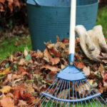 Останнє осіннє оброблення саду: що слід обов’язково зробити після опадання листя?