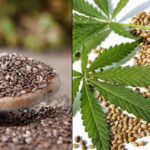 Чіа чи коноплі: Що корисніше для вашого здоров’я