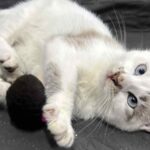 Кошеня, яке розмальовувала дитина на Львівщині – конфіскували: рішення суду