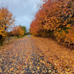 Що має бути на столі 5 листопада, щоб бути ситими та здоровими усю зиму: народні прикмети