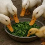 Українці їх ріжуть качкам, а в Європі – це делікатеси