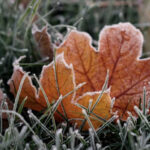 Що віддавали із дому 9 листопада, щоб увесь рік жити у достатку: народні прикмети