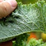 Невидимий ворог у саду: де зимує попелиця та як її знищити восени? Є час до грудня