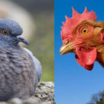 Ось чому люди їдять саме курей, а не голубів чи лебедів