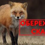 Кожна п’ята лисиця заражена на Рівненщині: Сказ стрімко поширюється