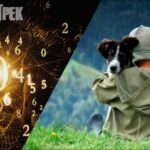 Скільки ви проживете та якими будуть ваші останні роки? Нумерологія за датою народження