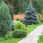 Чи можна садити ялинку біля дому: народні прикмети