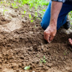 Ви будете здивовані: що можна посадити на городі в листопаді, окрім часнику?