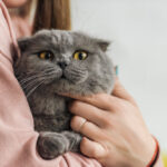 Як перемогти кішку, яка будить о п’ятій: Поради для тих, хто мріє виспатись