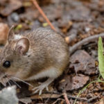 Без хімії та отрути: як назавжди відлякати мишей і щурів у будинку?