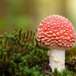 Отруйні гриби України: повний список небезпечних видів з фото та описом