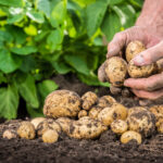 Найгірші на смак, прісні та погано розварюються: які сорти картоплі не варто купувати та садити?