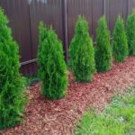 Чому не можна садити туї біля хати? Цю відповідь має знати кожен