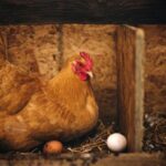 Головна помилка взимку: скільки води насправді мають пити кури?