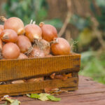 Не пустить стрілок і буде великою: під час саджання озимої цибулі НЕ забудьте зробити це