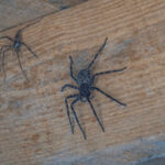 Невидимі сусіди: Родина роками жила з 2 тисячами отруйних павуків (ФОТО)