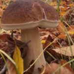 У листопаді ще можна вирушати на «тихе полювання»: де шукати білі гриби в останній місяць осені