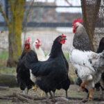 Які морози витримують кури без обігріву в курнику