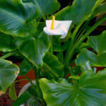 5 красивих рослин, які не можна приносити у дім: народні прикмети