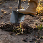 Краще за деревну золу та гній у 5 разів: посипте грядки цим добривом у листопаді