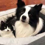 Чи може кішка завагітніти від собаки: що кажуть ветеринари про схожість тварин