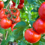 Не чекайте весни: ці помідори потрібно сіяти вже в лютому і вони дадуть рекордний врожай