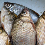 Звідки везуть живу рибу на ринки України: хто контролює її якість?