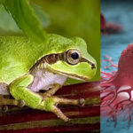 Вчені знайшли бактерію, що вбиває ракові пухлини