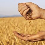 Помилка буде коштувати врожаю: на що дивитися при покупці насіння у 2026 році?