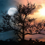 День зимового сонцестояння 2025 року: коли буде найдовша ніч року, чим вона особлива