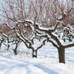 Навіть узимку дерева “п’ють воду”: як правильно робити холодний полив