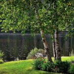 Давній український оберіг: яке дерево посадити біля дому, щоб у родині панував добробут?