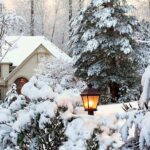 Морози до –30°С: які рослини в саду постраждають першими та як їх захистити?