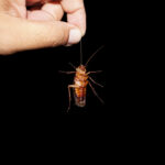 Як швидко вивести тарганів: дієва приманка з трьох інгредієнтів