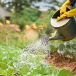 Чи можна використовувати людську сечу, як добриво? Відповідь вб’є наповал