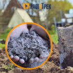 Які рослини не можна підгодовувати золою? Запам’ятайте ці види