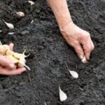 Чому озима цибуля росте дрібною? 6 причин, про які забувають навіть досвідчені городники